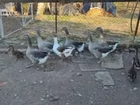 Guinea fowl — 5 зураг