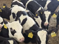 मवेशी (लॉट, लिंग निर्दिष्ट नहीं), Simmental cattle — फ़ोटो 6