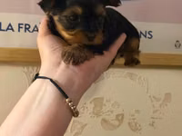 Cins: Yorkshire Terrier (yorki) balası Rəng: Qara‑tünd qəhvəyi (tan — الصورة 2