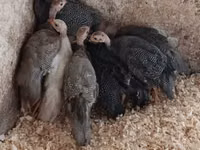 Guinea fowl — الصورة 1