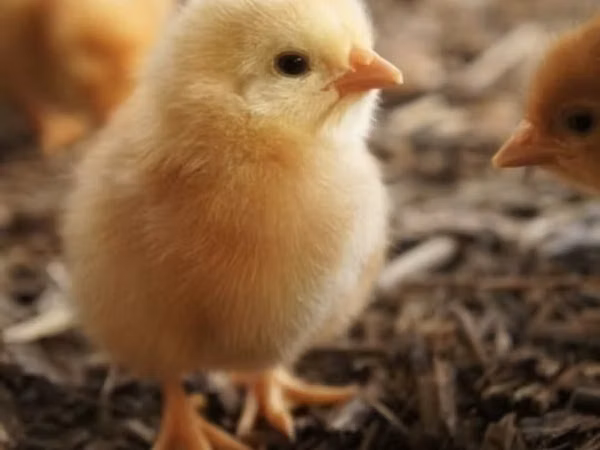Chickens