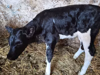 بقرة, Russian Black pied cattle — الصورة 2