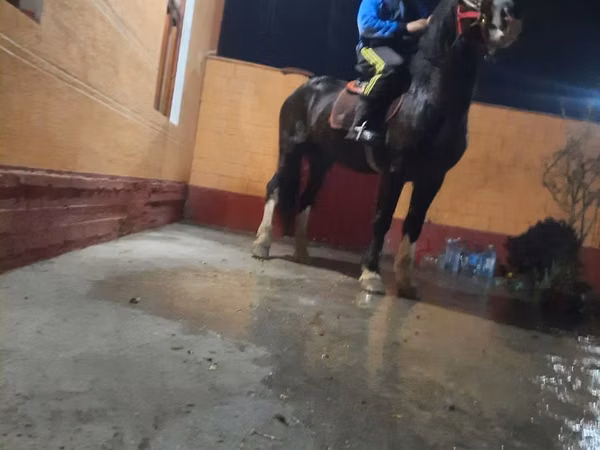 حصان, Russian warmblood