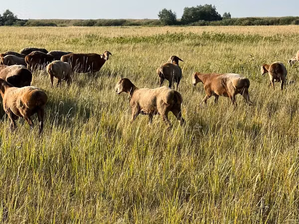 Хонь, Arashan sheep