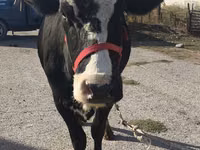 母牛, Russian Black pied cattle — 照片 3
