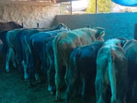 Toro, Ganado vacuno — foto 6