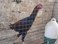 Chickens — photo 7