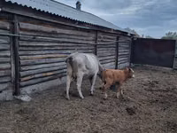 Cow, Cattle — photo 3