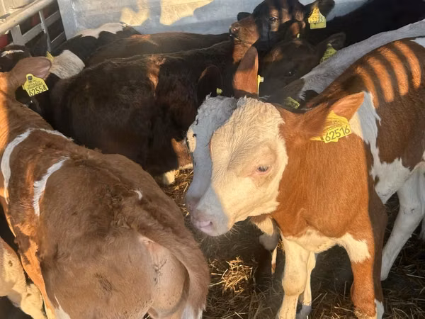 أبقار (دفعة، الجنس غير محدد), Simmental cattle