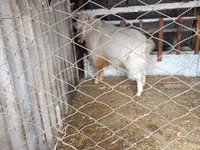 تيس, Russian White goat — الصورة 1