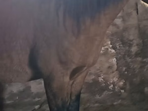 Caballo, Mugalzhar horse