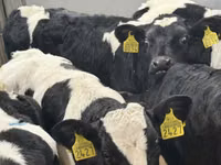 मवेशी (लॉट, लिंग निर्दिष्ट नहीं), Simmental cattle — फ़ोटो 6