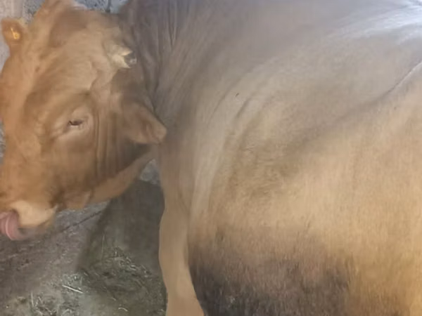 Toro, Ganado vacuno