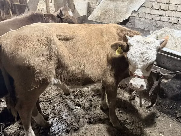 Bulle, Simmental cattle