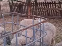 Carnero, Cerry Hill sheep — foto 2