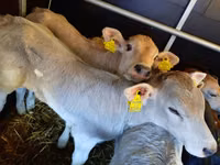 Cattle (batch, sex not specified), Limousin cow — photo 2