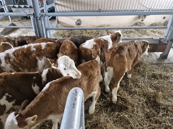 Bovinos (lote, sexo no especificado), Simmental cattle