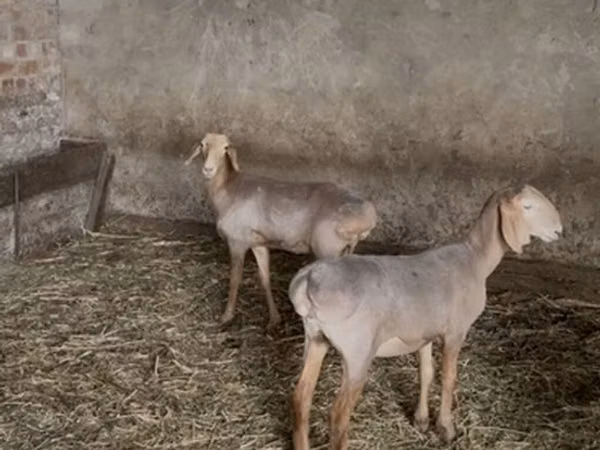 Хонь, Hissar sheep