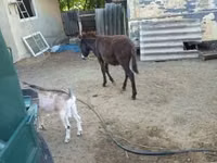 Caballo, Caballos — foto 2