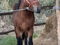 Mare, Horses — photo 1