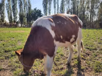 Bulle, Simmental cattle — Foto 4