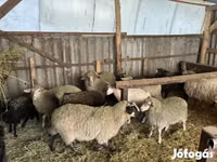 Widder, Merino sheep — Foto 3