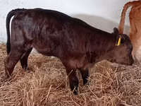 أبقار (دفعة، الجنس غير محدد), Russian Black pied cattle — الصورة 3