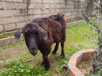 母山羊, Goats — 照片 4