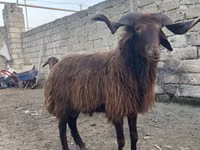 كبش, Red Karaman sheep — الصورة 5
