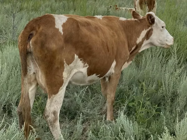 Үнээ, Simmental cattle
