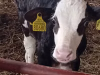 أبقار (دفعة، الجنس غير محدد), Russian Black pied cattle — الصورة 8