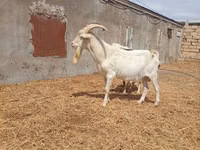 公山羊, Saanen goat — 照片 1