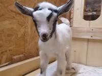Ziege, Australian Miniature goats — Foto 2
