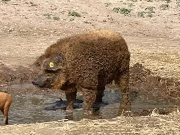 خنزير ذكر, 