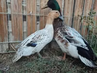 Ducks — 2 зураг