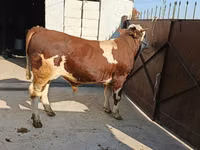 Bulle, Simmental cattle — Foto 3