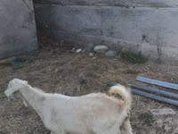 Ziegenbock, Beetal goats — Foto 2