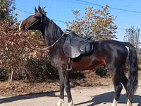 Адуу, French Trotter — 8 зураг