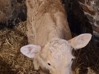 بقرة, Charolais cattle — الصورة 8