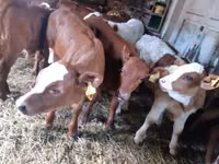 ثور, Simmental cattle — الصورة 2