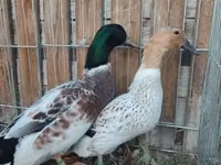 Ducks — 3 зураг