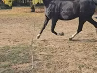 Адуу, Dutch warmblood horse — 4 зураг