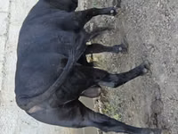 सांड, मवेशी — फ़ोटो 2