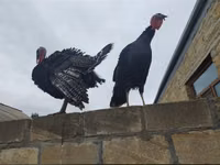 Turkeys — Foto 2