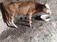 ثور, الماشية — الصورة 1