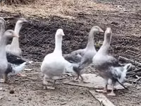 Geese — الصورة 3