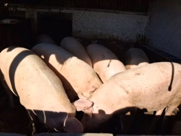 Säue, Schweine