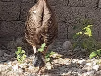 Slovenian Silver Hen — photo 3