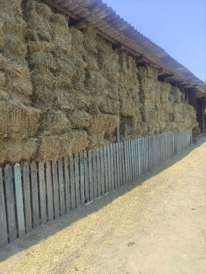 Продам сено и свеклу