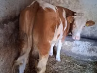 بقرة, Simmental cattle — الصورة 2